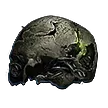 Preserved Cranium